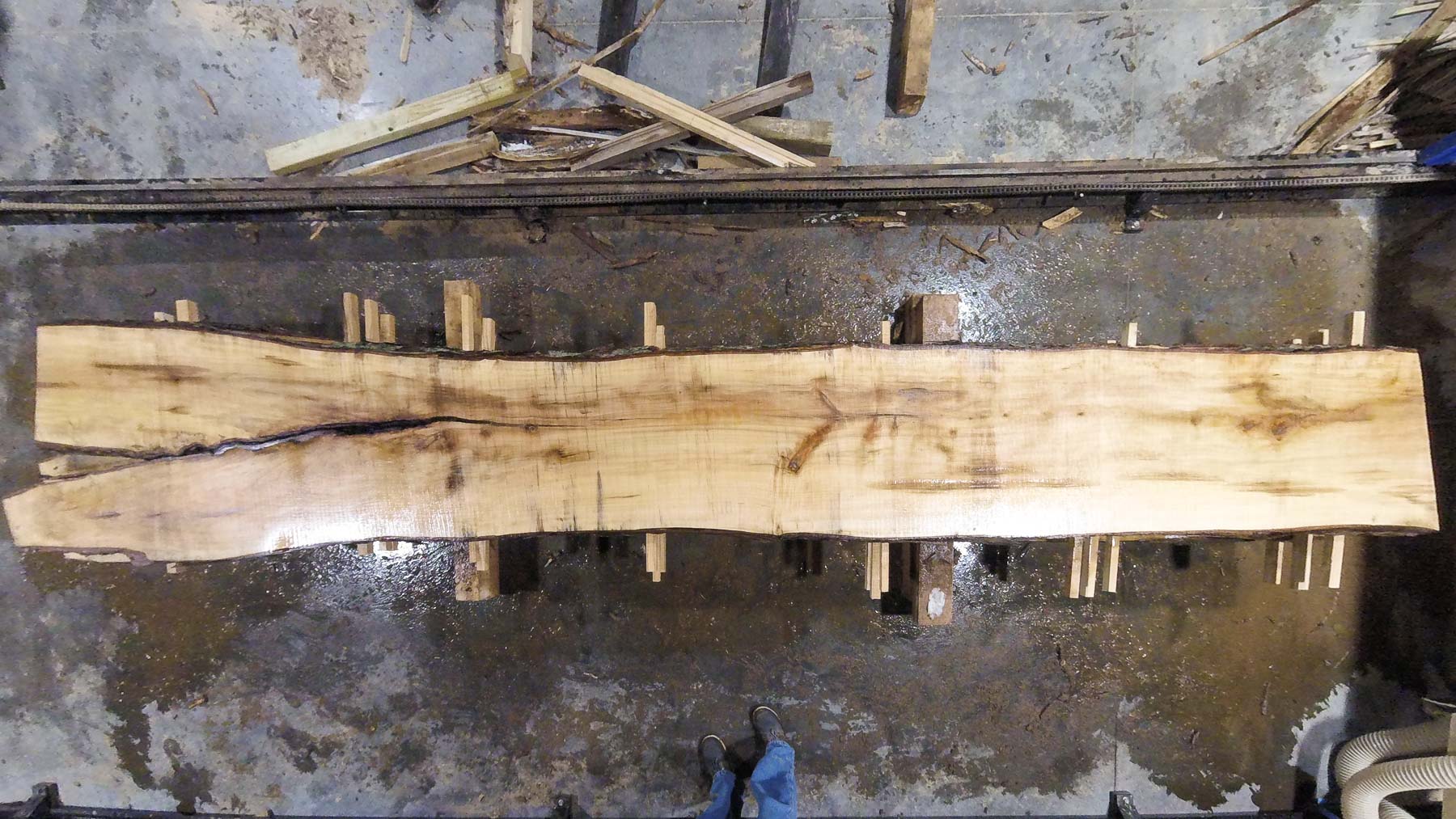 Silver Maple Wood Slab: VM-01-04