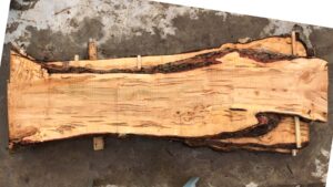 Silver Maple Wood Slab: VM-02-03