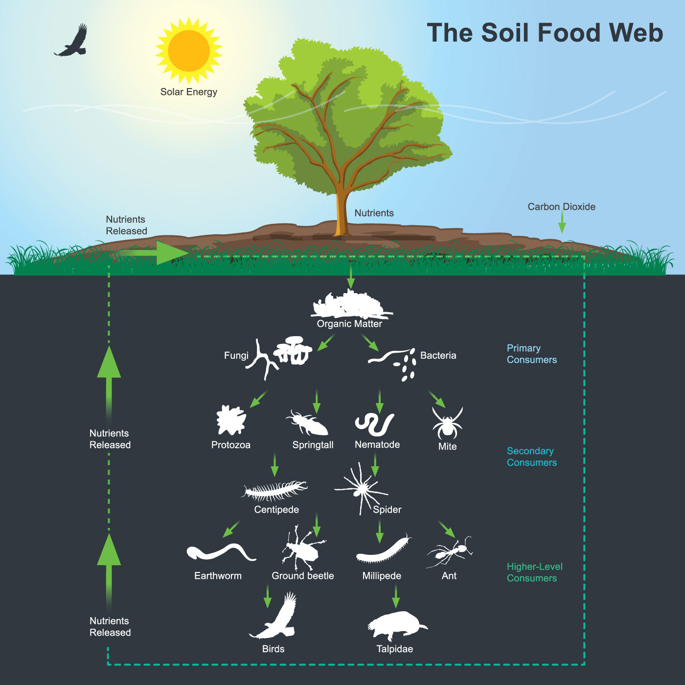 diagram of soil food web