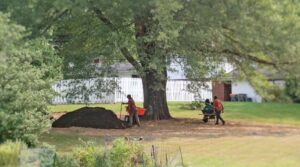 crew spreading mulch under large tree