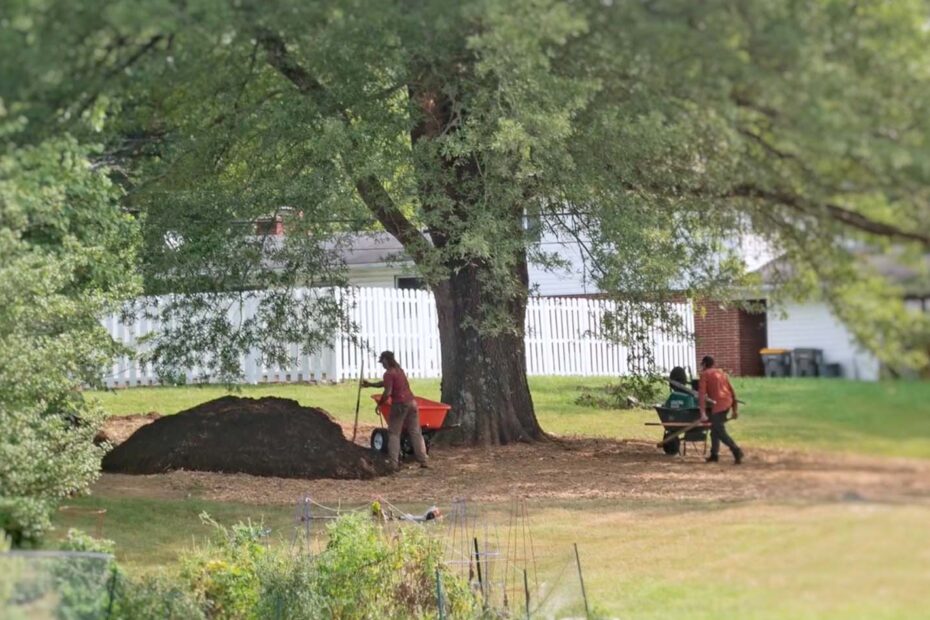 crew spreading mulch under large tree